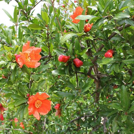 Le Sete Bed and Breakfast Μπάρι Εξωτερικό φωτογραφία